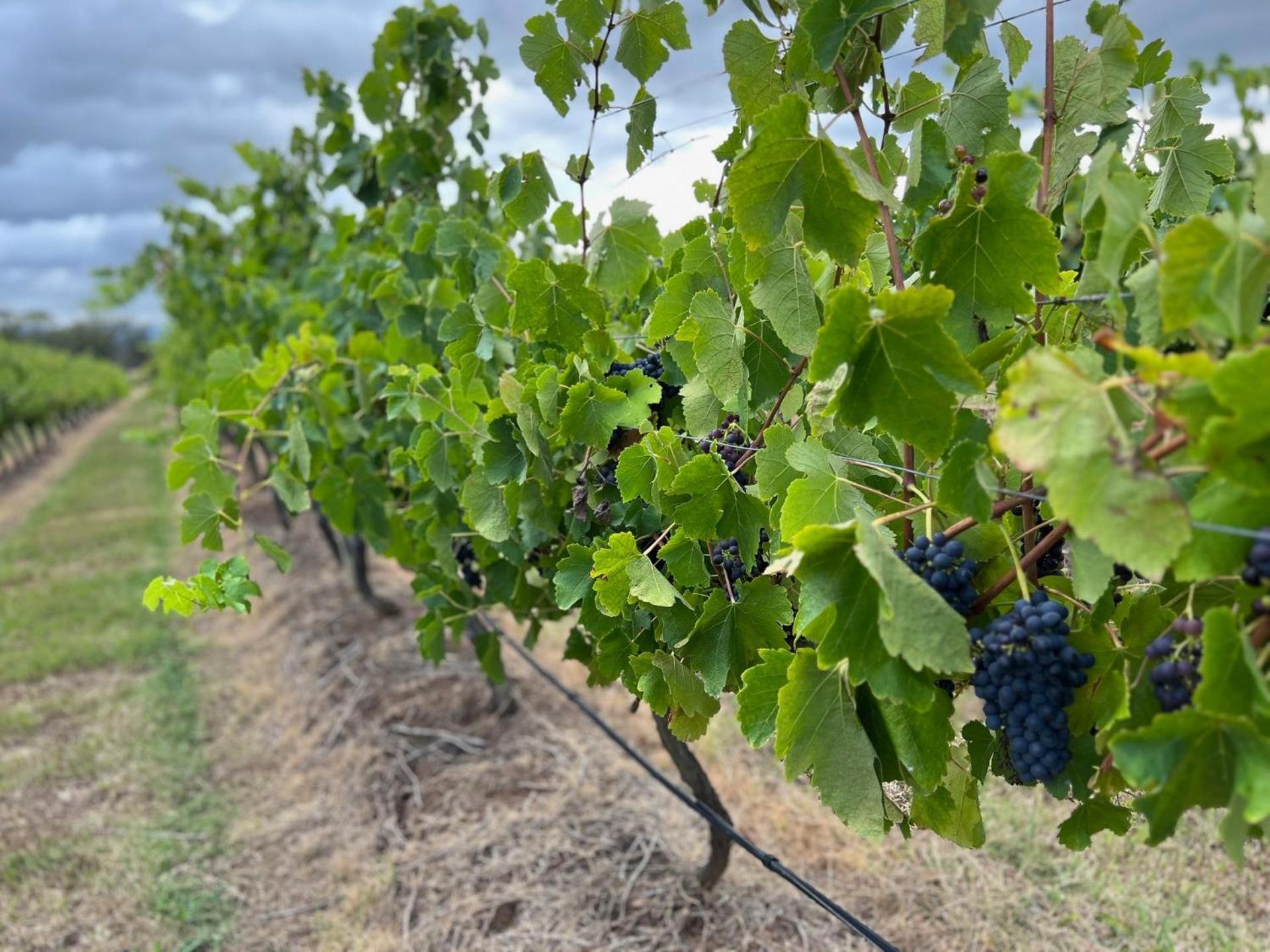 Bracken Ridge Vineyard The Entire Estate Rothbury Exterior foto