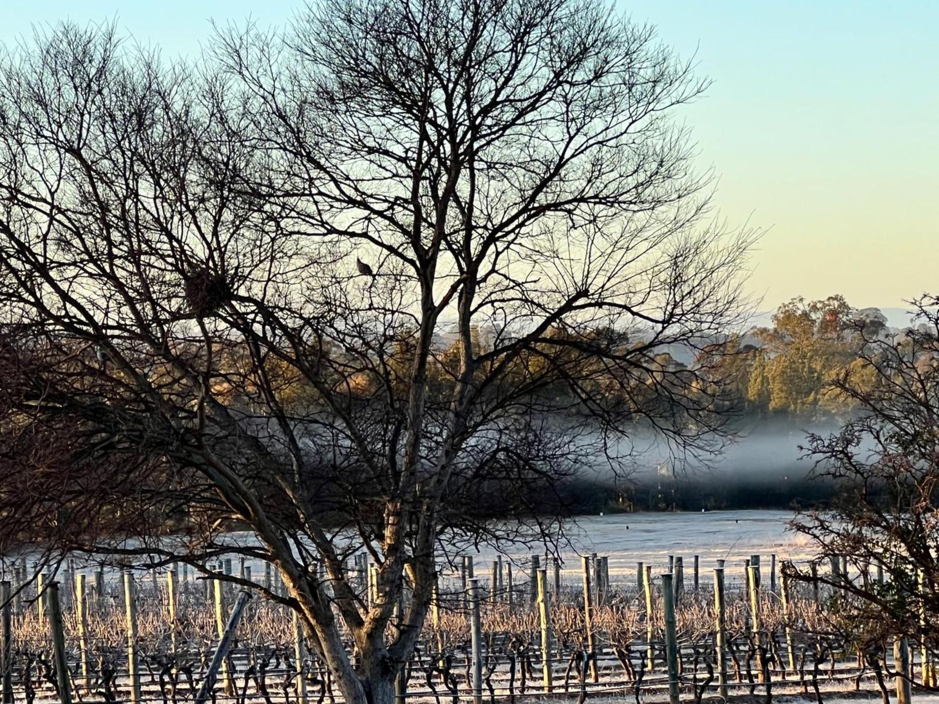 Bracken Ridge Vineyard The Entire Estate Rothbury Exterior foto